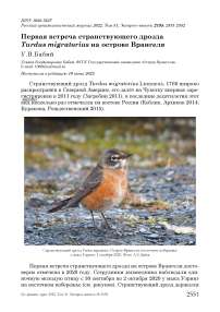 Первая встреча странствующего дрозда Turdus migratorius на острове Врангеля