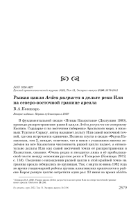 Рыжая цапля Ardea purpurea в дельте реки Или на северо-восточной границе ареала