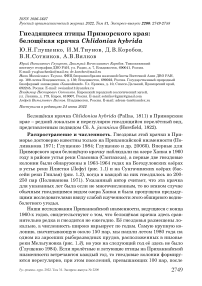 Гнездящиеся птицы Приморского края: белощёкая крачка Chlidonias hybrida