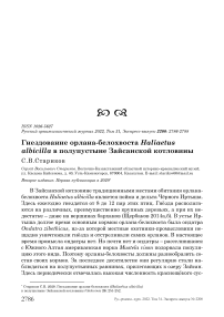 Гнездование орлана-белохвоста Haliaetus albicilla в полупустыне Зайсанской котловины