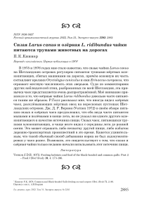 Сизая Larus canus и озёрная L. ridibundus чайки питаются трупами животных на дорогах