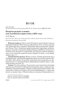 Встречи редких и новых для Алтайского края птиц в 2021 году