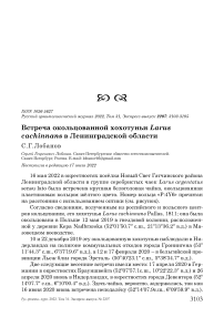 Встреча окольцованной хохотуньи Larus cachinnans в Ленинградской области