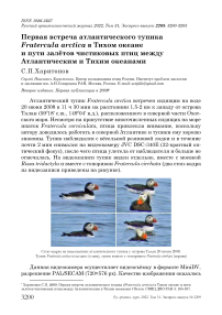Первая встреча атлантического тупика Fratercula arctica в тихом океане и пути залётов чистиковых птиц между Атлантическим и Тихим океанами