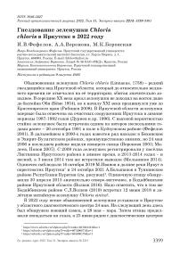 Гнездование зеленушки Chloris chloris в Иркутске в 2022 году