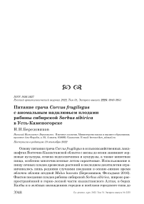 Питание грача Corvus frugilegus с аномальным надклювьем плодами рябины сибирской Sorbus sibirica в Усть-Каменогорске