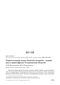 Черноголовый чекан Saxicola torquata - новый вид в орнитофауне Ульяновской области