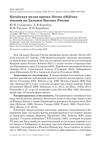 Китайская малая крачка Sterna albifrons sinensis на Дальнем Востоке России