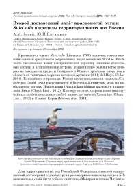 Второй достоверный залёт красноногой олуши Sula sula в пределы территориальных вод России
