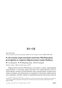 К экологии корольковой пеночки Phylloscopus proregulus в горном обрамлении озера Байкал
