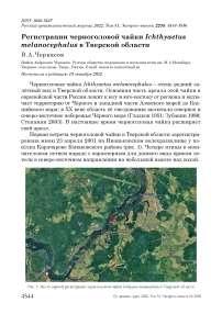Регистрации черноголовой чайки Ichthyaetus melanocephalus в Тверской области