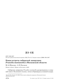 Новая встреча сибирской завирушки Prunella montanella в Московской области