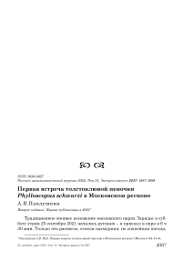 Первая встреча толстоклювой пеночки Phylloscopus schwarzi в Московском регионе