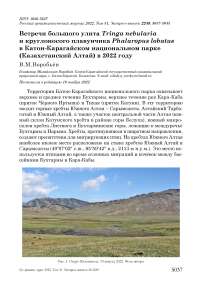 Встречи большого улита Tringa nebularia и круглоносого плавунчика Phalaropus lobatus в Катон-Карагайском национальном парке (Казахстанский Алтай) в 2022 году