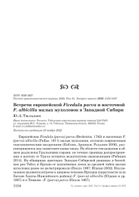 Встречи европейской Ficedula parva и восточной F. albicilla малых мухоловок в Западной Сибири