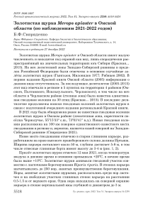 Золотистая щурка Merops apiaster в Омской области (по наблюдениям 2021-2022 годов)
