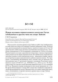 Новая колония черноголового хохотуна Larus ichthyaetus и других чаек на озере Зайсан