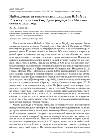 Наблюдения за египетскими цаплями Bubulcus ibis и султанками Porphyrio porphyrio в Абхазии осенью 2022 года