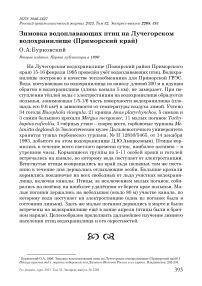 Зимовка водоплавающих птиц на Лучегорском водохранилище (Приморский край)