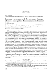 Зимовка серой цапли Ardea cinerea в Изваре (Волосовский район Ленинградской области)