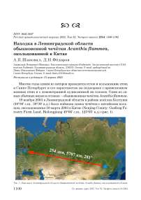 Находка в Ленинградской области обыкновенной чечётки Acanthis flammea, окольцованной в Китае