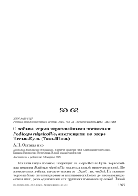 О добыче корма черношейными поганками Podiceps nigricollis, зимующими на озере Иссык-Куль (Тянь-Шань)