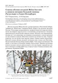 Семена яблони ягодной Malus baccata в зимнем питании большой синицы Parus major в Санкт-Петербурге