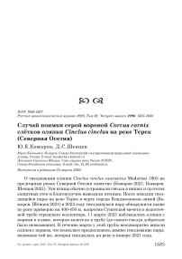 Случай поимки серой вороной Corvus cornix слётков оляпки Cinclus cinclus на реке Терек (Северная Осетия)