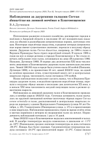 Наблюдения за даурскими галками Corvus dauuricus на зимней ночёвке в Благовещенске