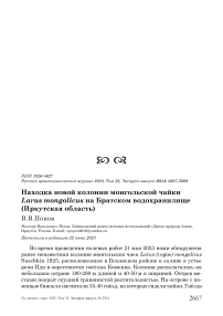 Находка новой колонии монгольской чайки Larus mongolicus на Братском водохранилище (Иркутская область)