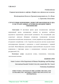 Структурные изменения слизистой оболочки желудка и экстраорганных артерии под воздействием гипокинезии