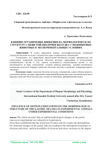 Влияние ограничения движения на морфологическую структуру слизистой оболочки желудка у подопытных животных в экспериментальных условиях