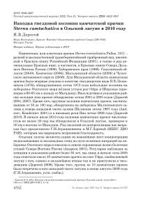 Находка гнездовой колонии камчатской крачки Sterna camtschatica в Ольской лагуне в 2010 году