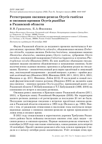 Регистрации овсянки-ремеза Ocyris rusticus и овсянки-крошки Ocyris pusillus в Рязанской области