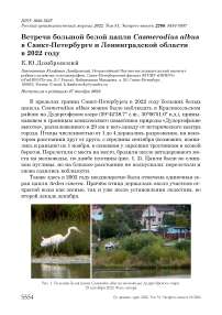 Встречи большой белой цапли Casmerodius albus в Санкт-Петербурге и Ленинградской области в 2022 году
