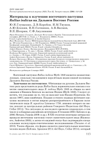 Материалы к изучению восточного пастушка Rallus indicus на Дальнем Востоке России