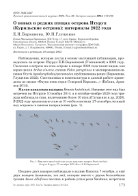 О новых и редких птицах острова Итуруп (Курильские острова): материалы 2022 года