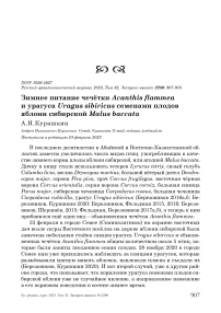 Зимнее питание чечётки Acanthis flammea и урагуса Uragus sibiricus семенами плодов яблони сибирской Malus baccata