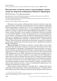 Интересные встречи птиц в календарные сроки зимы на морском побережье Южного Приморья