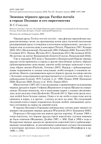 Зимовка чёрного дрозда Turdus merula в городе Полоцке и его окрестностях