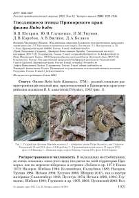 Гнездящиеся птицы Приморского края: филин Bubo bubo