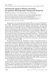 Дымчатый коршун Elanus caeruleus на границе Московской и Тверской областей