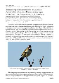 Новые встречи китайского бюльбюля Pycnonotus sinensis в Приморском крае