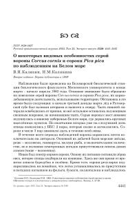 О некоторых видовых особенностях серой вороны Corvus cornix и сороки Pica pica по наблюдениям на Белом море