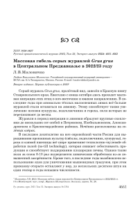 Массовая гибель серых журавлей Grus grus в Центральном Предкавказье в 2022/23 году