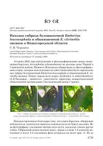 Находка гибрида белошапочной Emberiza leucocephala и обыкновенной E. citrinella овсянок в Нижегородской области