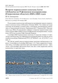 Встречи черноголового хохотуна Larus ichthyaetus на Рефтинском водохранилище (Свердловская область) в 2020 и 2023 годах