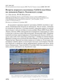 Встреча морского песочника Calidris maritima на западном берегу Ладожского озера