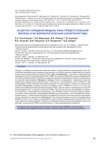 Асцитно-солидная модель рака предстательной железы и ее морфологическая характеристика