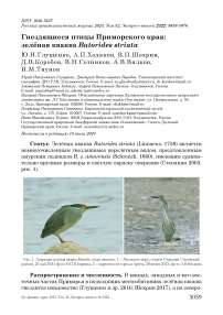 Гнездящиеся птицы Приморского края: зелёная кваква Butorides striata